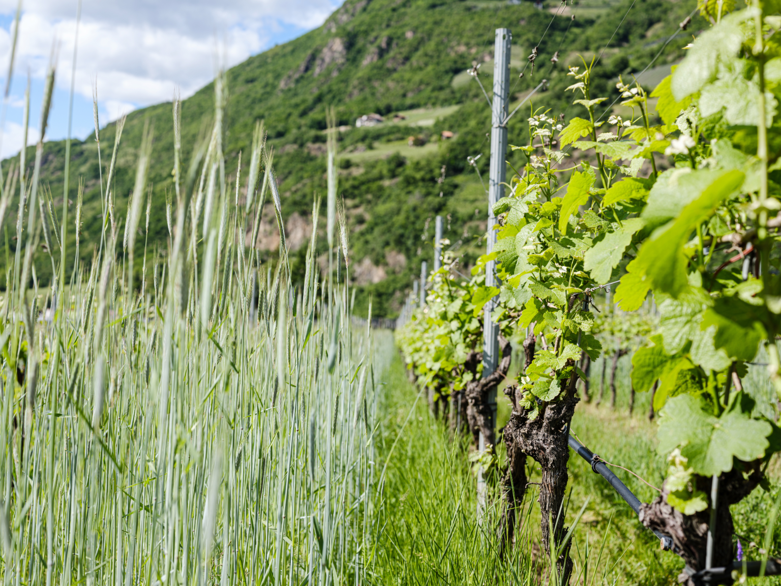 Weingut LEYA