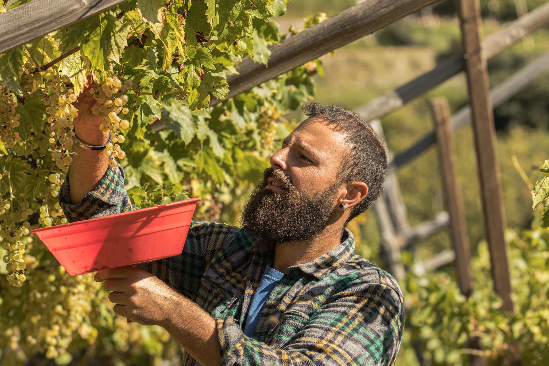 Manuel Taddei Weinmanufaktur